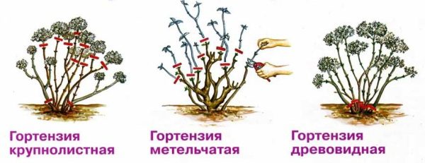 Гортензия гидрангея садовая посадка и уход в открытом грунте