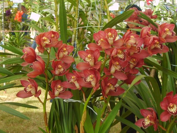 Орхидея Цимбидиум          