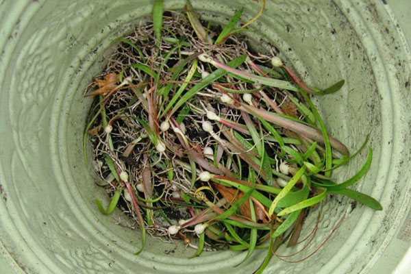 Молодые растения амариллиса из семян