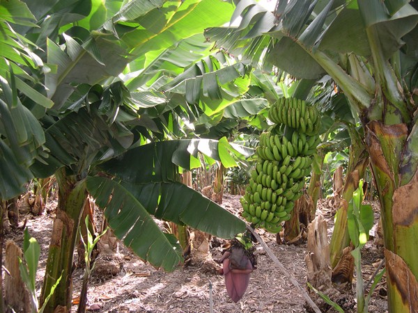 Зеленые бананы на пальме в Африке