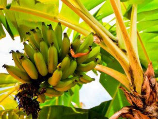 Выращивание банана в домашних условиях