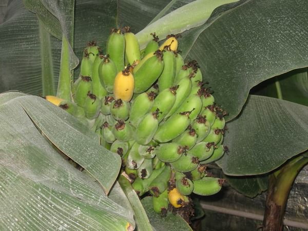 Комнатный банан с зелеными плодами
