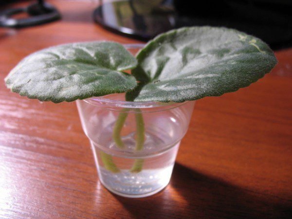 Листья фиалки в стакане с водой для укоренения