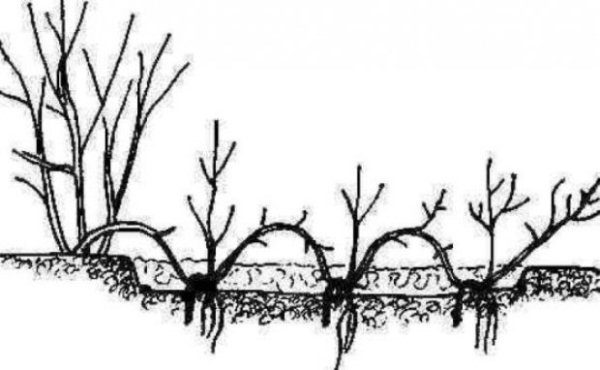 Схема размножения японской спиреи отводками