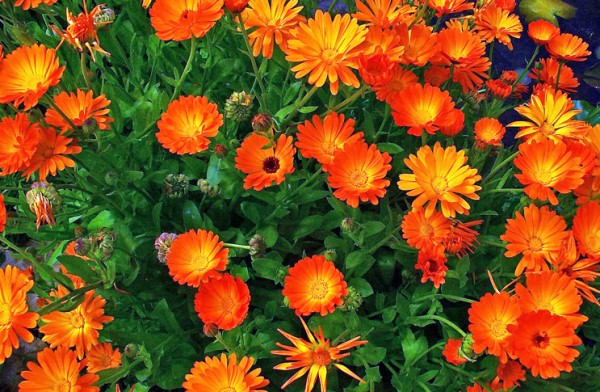 Оранжевые цветы календулы