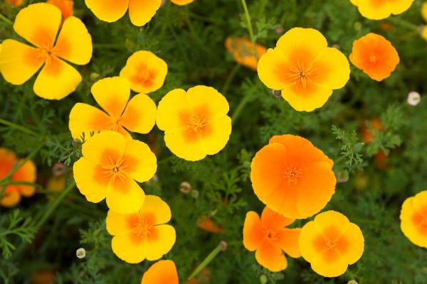 Жёлтые цветы калифорнийского мака