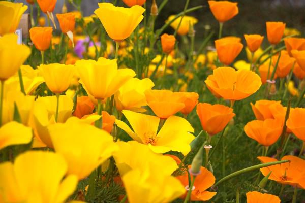 Жёлтые цветы мака Эшшольции в поле