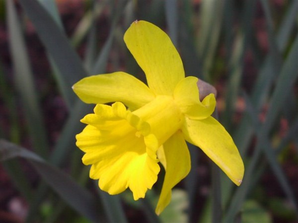 Нарцисс Golden Harvect , нарциссы, весенний цветок 