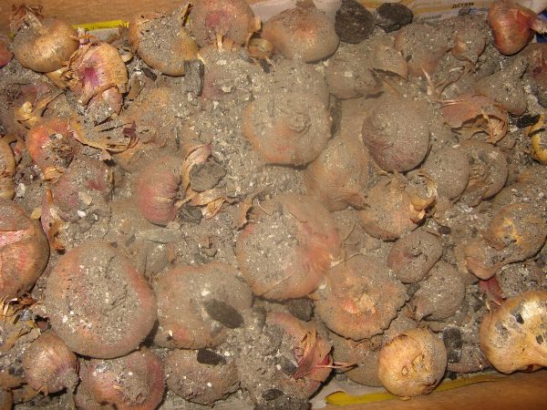 Хранение луковиц гладиолуса в золе в домашних условиях