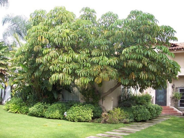 Дерево Шефлера в природе