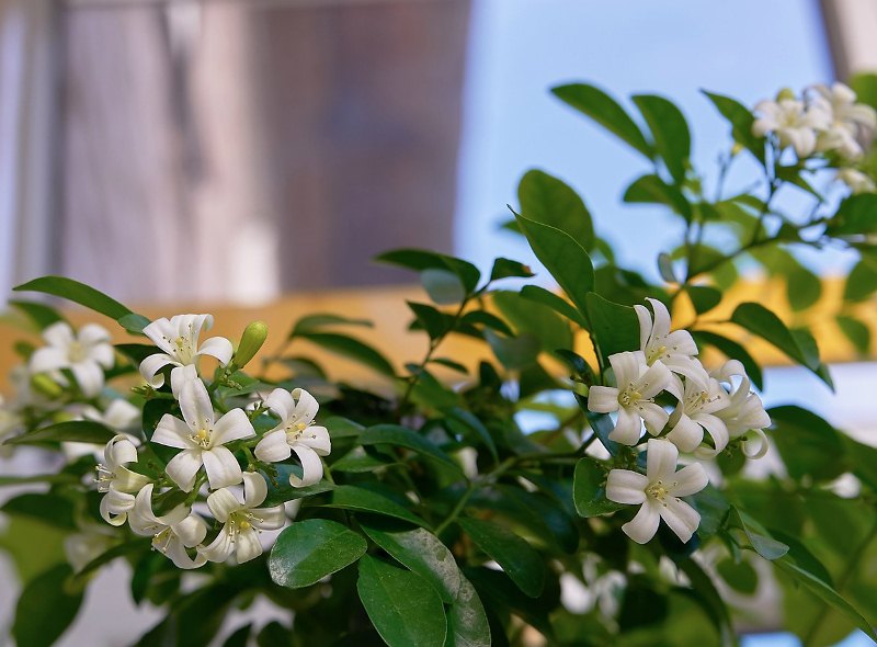 Цветы Мурайя Фото Уход
