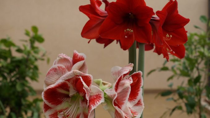 Цветок Гиппеаструм Фото Посадка И Уход