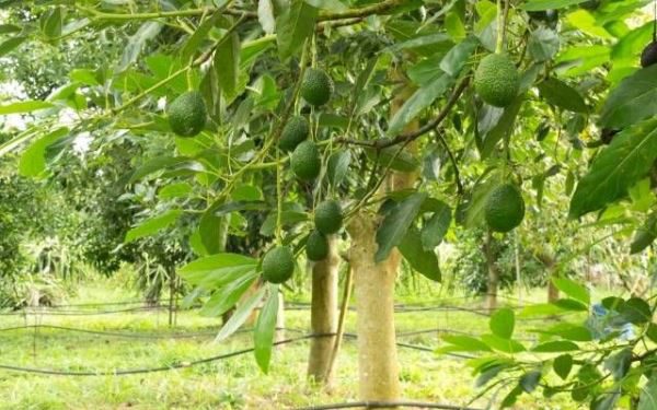 Дерево авокадо с плодами