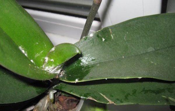 Орхидея поражена мучнистым червецом