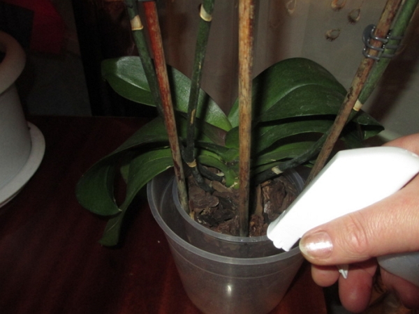 Орхидею Каттлея необходимо регулярно опрыскивать