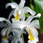 Орхидея Гребенчатая Ванда