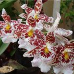 Правильный уход за орхидеей Камбрия в домашних условиях