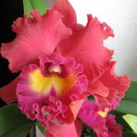 Правильный уход за орхидеей Каттлея