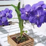 Орхидея Ванда Роштильда