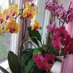 Как ухаживать за орхидеей в домашних условиях, советы начинающим