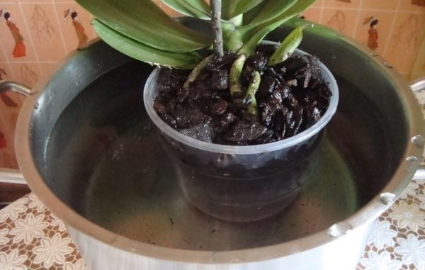 Орхидея в миске с водой