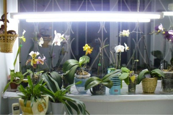 Искусственное освещение орхидеи в зимний период