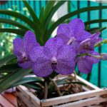 Правильный уход за орхидеей Ванда