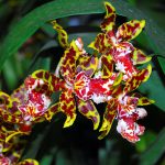 Как ухаживать за орхидеей Онцидиум в домашних условиях