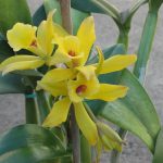 Правильный уход за орхидеей Ваниль