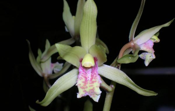 Орхидея Ланцетолистный Цимбидиум