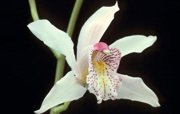 Орхидея Цимбидиум замечательный