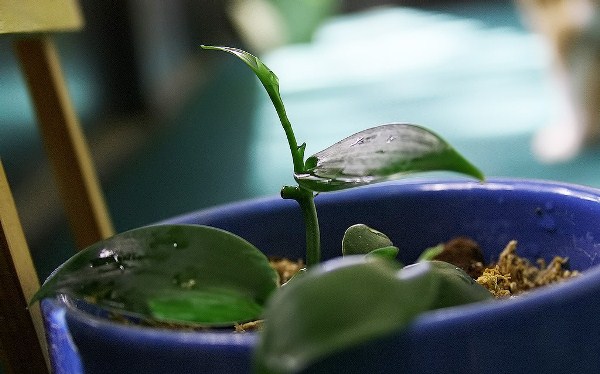 Поливать Ванильную орхидею нужно очень теплой водой