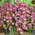 Правильный уход за орхидеей Цимбидиум в домашних условиях