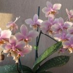 Орхидея фаленопсис- каталог сортов и определитель видов с названиями по фото