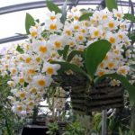Правильное выращивание орхидеи Дендробиум в домашних условиях