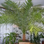 Правильная посадка и уход за финиковой пальмой в домашних условиях