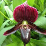 Правильное выращивание орхидеи Венерин башмачок в домашних условиях