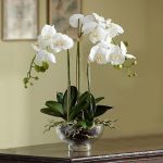 Правильный уход за орхидеей после цветения в домашних условиях