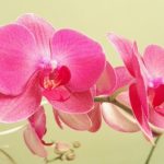 Описание самых распространенных видов комнатных орхидей
