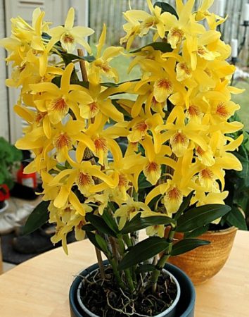 Орхидея Дендробиум желтая