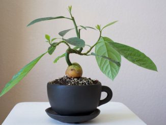Проращивание косточки авокадо