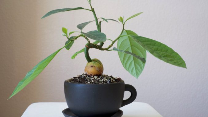 Прорастание косточек авокадо