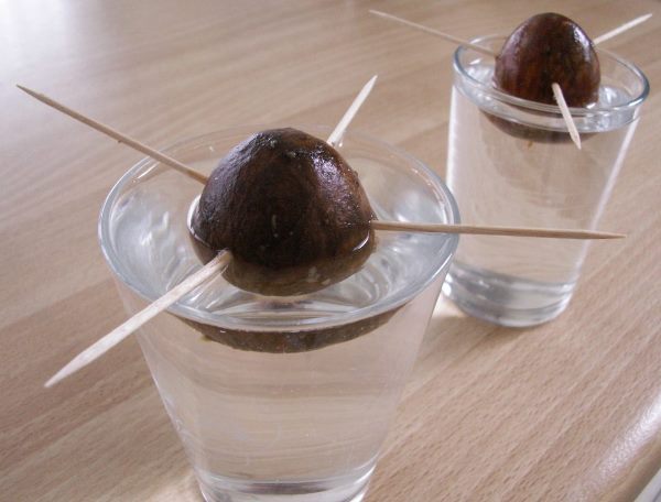 Прорастание косточек авокадо в воде